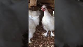 Silkie Chicken Breed #silkiechicken #silk #silkie #chickenbreed