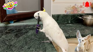 What asmr sounds do we hear in the kitchen from our animals. Звуки на кухне, что мы слышим.