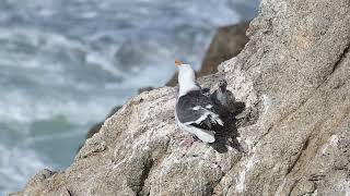 Western Gull family, 6/29/24 part 1a