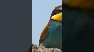 The golden squint (aka Merops apiaster is one of the most brightly colored birds in Europe