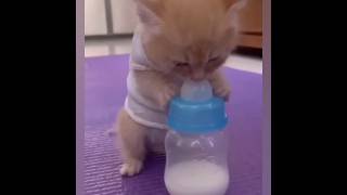 cat video | kitten | drinking milk | beautiful | cat lovers #russian #cat @funnyplox  @TeddyKittens