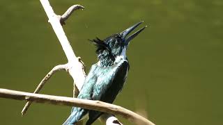 Amazon Kingfisher enjoying the breeze... (Chloroceryle amazona)