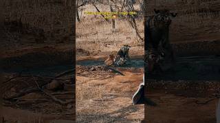 Ranthmbore National Park Riddhi With Cubs #ytshorts #wildlife #ranthambore #riddhi #tigerreserve