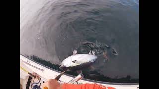 ***Huge bluefin tuna landed on a spinning reel***