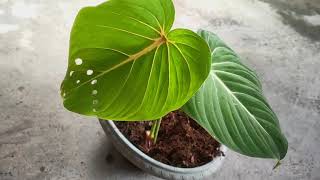 Personal Plant Collection: Philodendron gloriosum