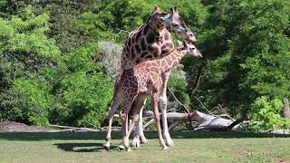 Hasani ventures out onto the savanna