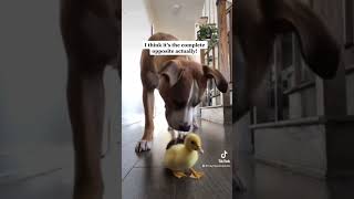 Pitbull being around with cat and duckling friends #short28 #shorts30 #viral