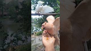 Thee thalapathy album/pigeon / #pigeon #video #kabutar #video #10mliek