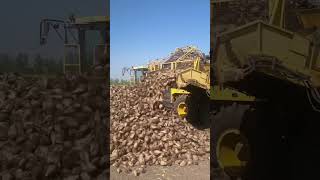 Ropa Tiger 6 Powers Through Ukraine’s Beet Harvest Challenge