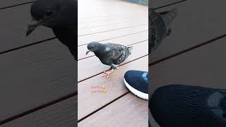 pigeon eating snack