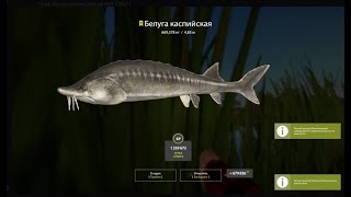 ! РР4 Тютюлька на 669кг ! Beluga-Fishing