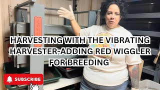 How To Harvest Using The Vibrating Worm Harvester-Adding Red Wiggler Breeders #redwigglers #wormfarm