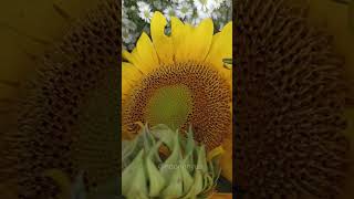 Bunga matahari vs lebah - Sun flowers vs bees