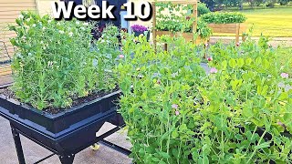 Can You Grow PEAS Without a TRELLIS?