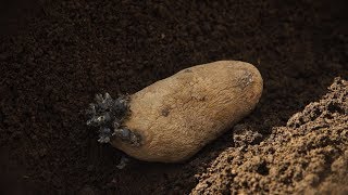 How To Grow Potatoes