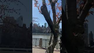 One Fine Spring Day on Roosevelt Island