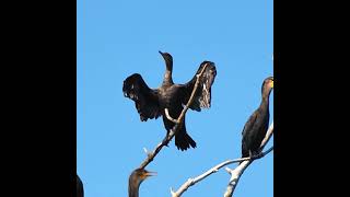 Double-crested Cormorant Stretching Its Wings - #shorts