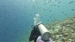 Beautiful fish near Kuredu Caves