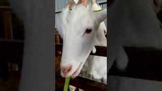 Feeding Cute Baby Goats! #shorts