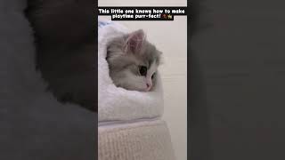 Watch This Kitten’s Epic Play Session: Too Cute to Handle!