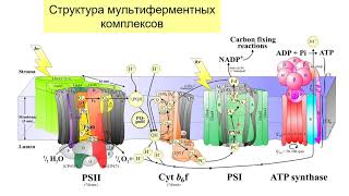 Кинетические и Монте Карло модели процессов в фотосинтетической мембране