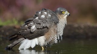 Sparrowhawk - Sperwer - Lemelerberg - 2013