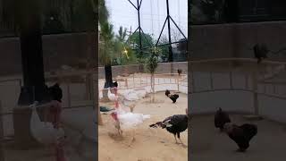 Turkey birds Vs PeaCock Fight