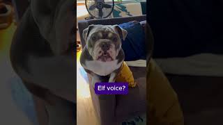 We need help!  Which voice is Penelope’s? #bulldog #househippo #dogvoice