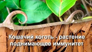 Кошачий коготь - растение поднимающее иммунитет