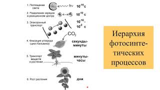 Иерархия времён в биологических системах