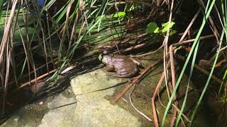 Pond Update May 2019