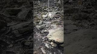 The Devil Anse Goat-Hatfield McCoy #shorts #goat #outdoors