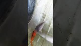 molly fish################viral####my###video