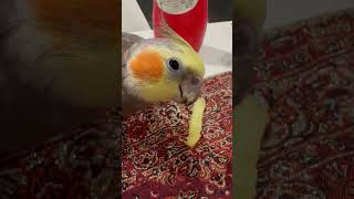 #birds#cockatiel#عروس #هلندی#australia#potato#beautiful#amazing#like#live#love#eating#parrot#play