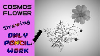 How to draw Cosmos Flower || Drawing of Cosmos Flower