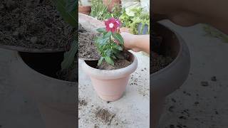 एकदम perfet time चल रहा है vinca को अपने garden में add करने का #viral #gardening #shorts #trending