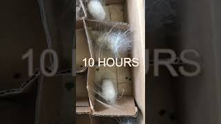 Full process of silkworm making its cocoon / silk : time lapse of 18 hours