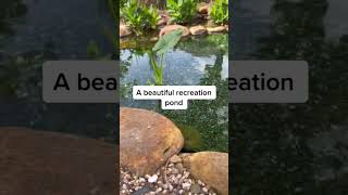 Backyard transformation #backyard gets recreation pond landscaping | #koipond #aquascape #waterfall