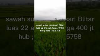 Jual sawah subur Gandusari Blitar 22 are #shorts #jualtanah #gandusari #blitar