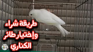 كيفية شراء طائر الكناري/إختيار الكناري الجيد و السليم والممتاز والمغرد