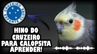 ASSOBIO CALOPSITA - HINO DO CRUZEIRO PARA ENSINAR CALOPSITA!