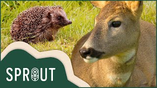 Are These Animals Able To Survive The Harsh Autumn Ahead? | Secrets Of The Garden |Sprout