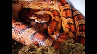 Jasper, the Okeetee Corn Snake - Compilation