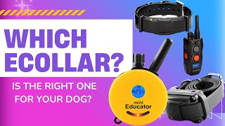 How to choose the best ecollar / remote training collar for your dog