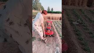 simple farming ⛏️ #youtube #farmer #kisan #yt #shorts #agri #agriculture #farming