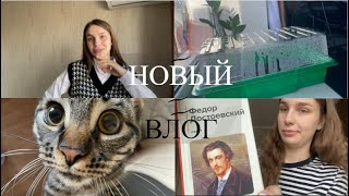 Новый Кот на Передержке 🐈|| Готовлю Холодец || Сажаю зелень в квартире🌱