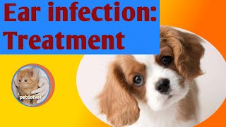 Treatment of ear infection in dogs/നായ്ക്കളിൽ ചെവി അണുബാധയ്ക്ക് എന്തുചെയ്യണം??