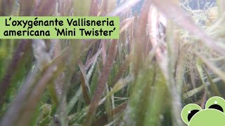 L'oxygénante : la Vallisneria americana 'Mini Twister'