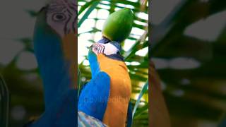 Macaw Parrot Drinking Coconut water #viralshorts #shorts