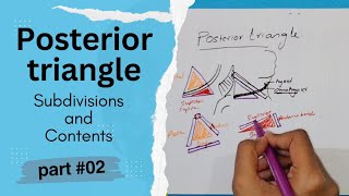 Posterior Triangle